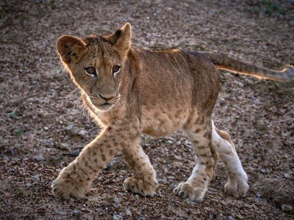 lion cub by Andrew Wasik